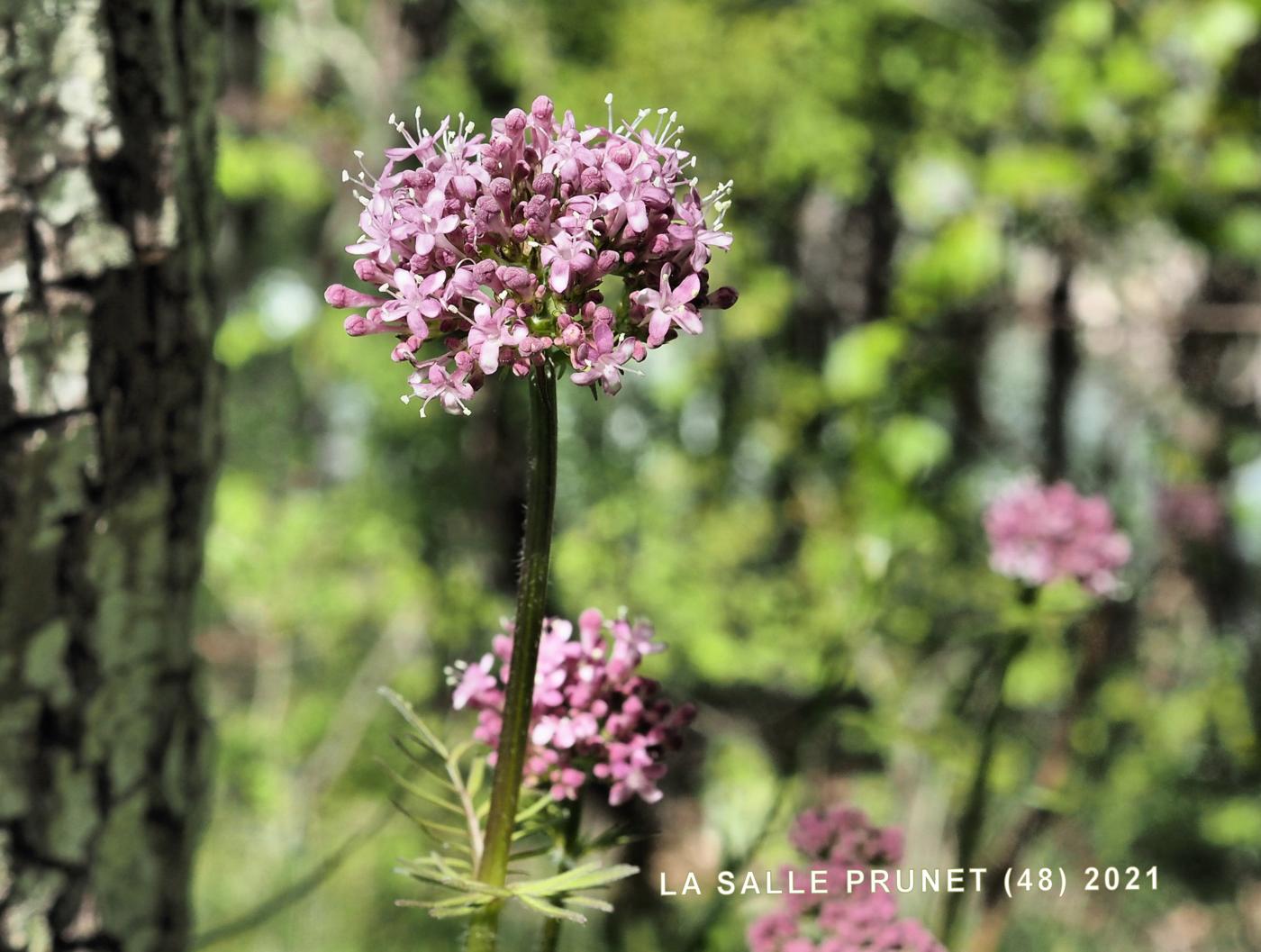 Valerian, Common flower